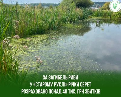 Через забруднення Серету загинула риба: розслідування у Великоберезовицькій громаді