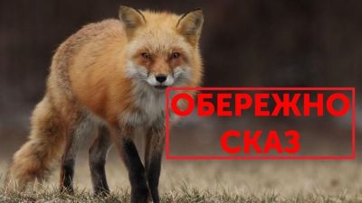 Лисиці інфікують домашніх тварин: зросли випадки сказу поблизу Тернопільщини