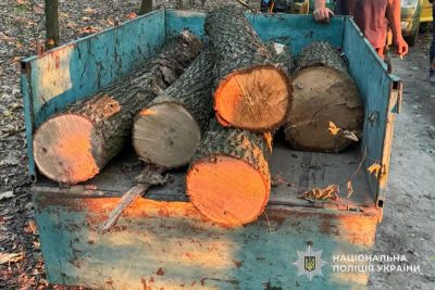 Викрав дубові колоди й спробував відкупитися: чоловіка викрили у Копичинецькій громаді