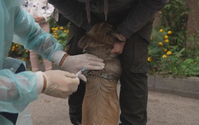 Після появи лисиці в Тернополі від сказу вакцинували 55 котів і собак (фото)