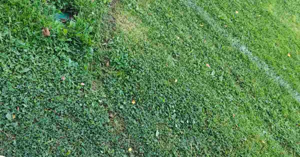 Мотовандали понівечили футбольне поле у Копичинцях: на відшкодування збитків дали два дні (фото)