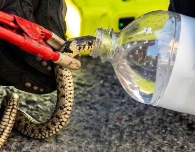 У Тернополі з моторного відсіку легкового авто витягували плазуна (фото)