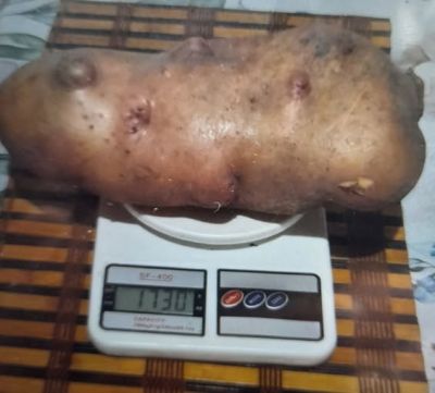 Майже два кілограми: гігантську картоплину викопали у Жукові (фото)