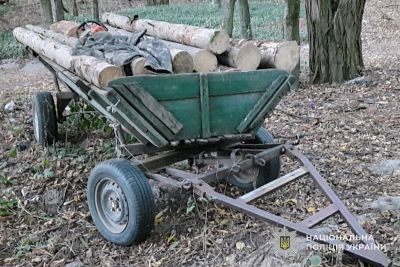 Рубав дерева у заповіднику: «на гарячому» затримали жителя Шумщини (ФОТО)