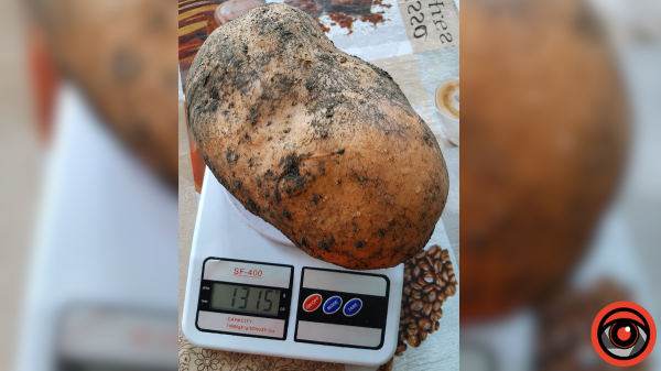 Майже два кілограми: гігантську картоплину викопали у Жукові (фото)