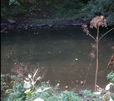 40 сантиметрів води: біля Сатанова показали різке обміління Збруча (відео)