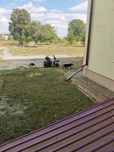 Собаки без нагляду гуляють подвір’ям ліцею у Хоросткові: власників просять втрутитися (фото)