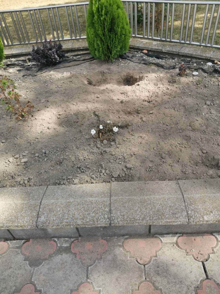 Собаки без нагляду гуляють подвір’ям ліцею у Хоросткові: власників просять втрутитися (фото)