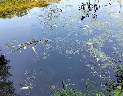 Отруїли воду у річці Збруч: загинула риба (фото)
