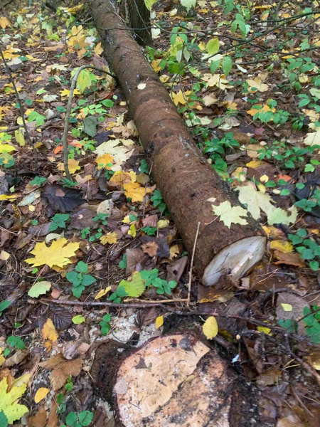 На Збаражчині у церковному лісопарку вирізали 26-річні смерічки (фото)