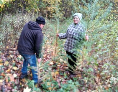 У нацпарку «Кременецькі гори» висаджують дуби та модрини (фото)