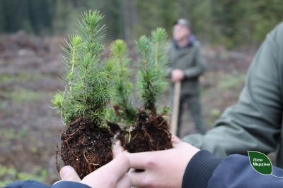 Дуби, сосни та модрини: на Тернопільщині лісокультурна кампанія охопить 100 гектарів