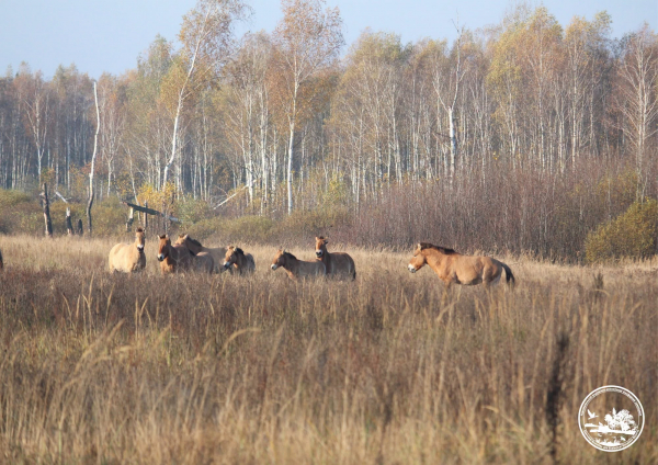 Зграю диких коней зафіксували у заповіднику Чорнобиля (фото)