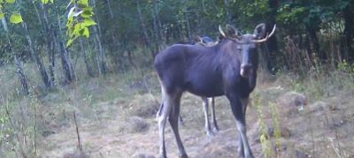 Могутню тварину, яка зникає, помітили у заповіднику на Тернопільщині (відео)