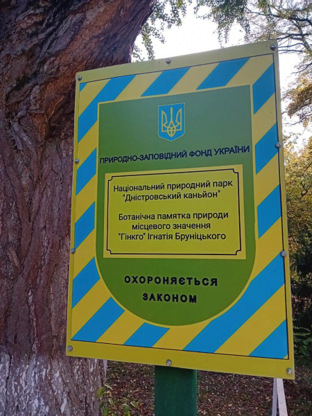 Пережило динозаврів та атомний вибух: у Заліщиках росте унікальне дерево