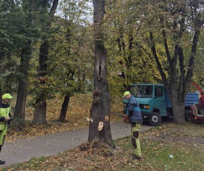 Зрізають дерева на БАМі у Тернополі