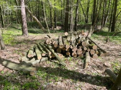 Не вберегли ліс: через незаконну рубку дерев на Шумщині стягнуть майже мільйон гривень