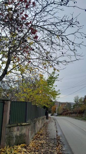 У Збаражі просять прибрати опале листя з тротуарів (фото)