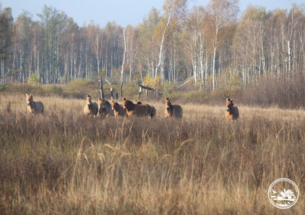 Зграю диких коней зафіксували у заповіднику Чорнобиля (фото)